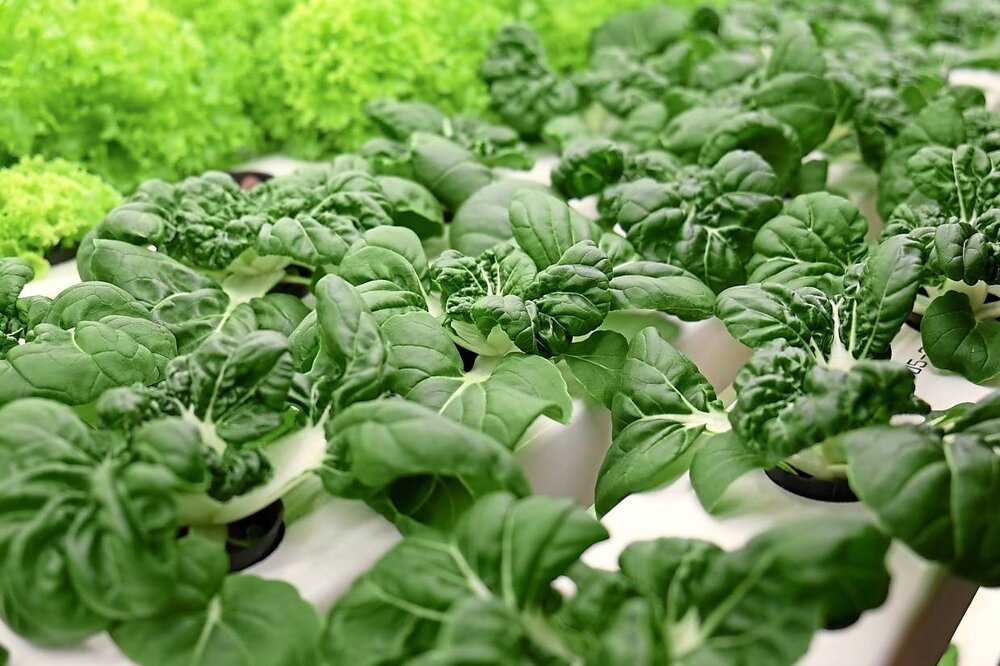 Malaysian Engineers On Vertical Farming Food Sustainability