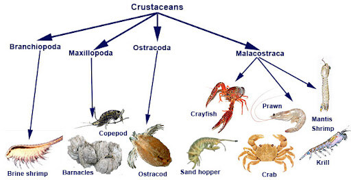 Crustaceans