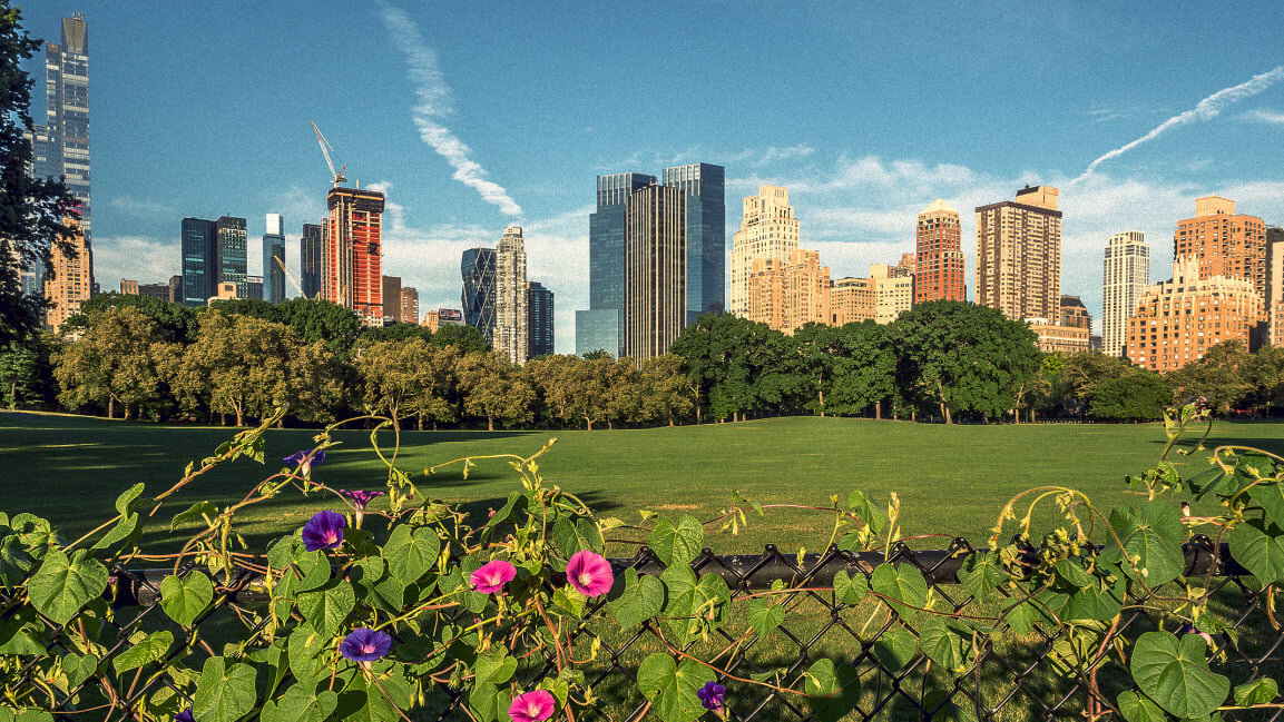 p-1-90530939-this-woman-wants-to-turn-central-park-into-a-community-farm-to-help-feed-under-resourced-new-yorkers.jpg