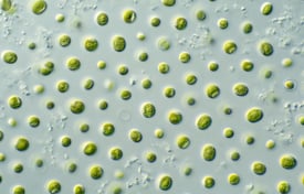 Microalgae