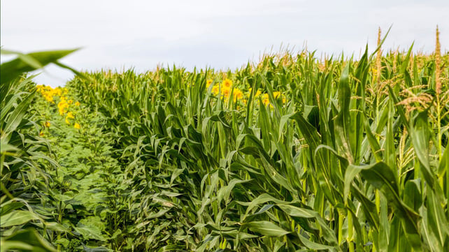 Sustanable agricultural systems