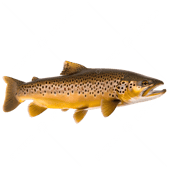 Trout