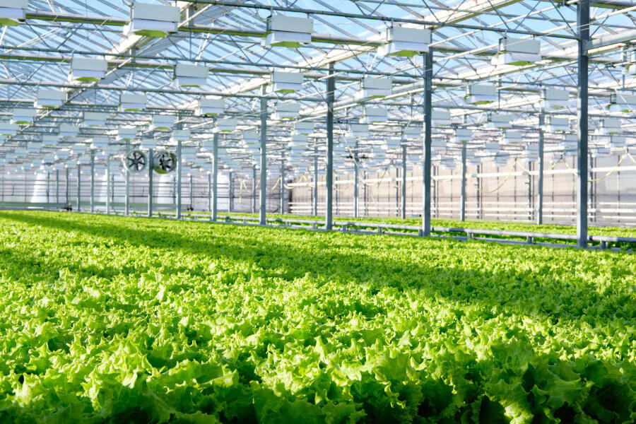 are-commercial-greenhouses-profitable