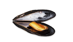 pngimg.com - mussel_PNG32