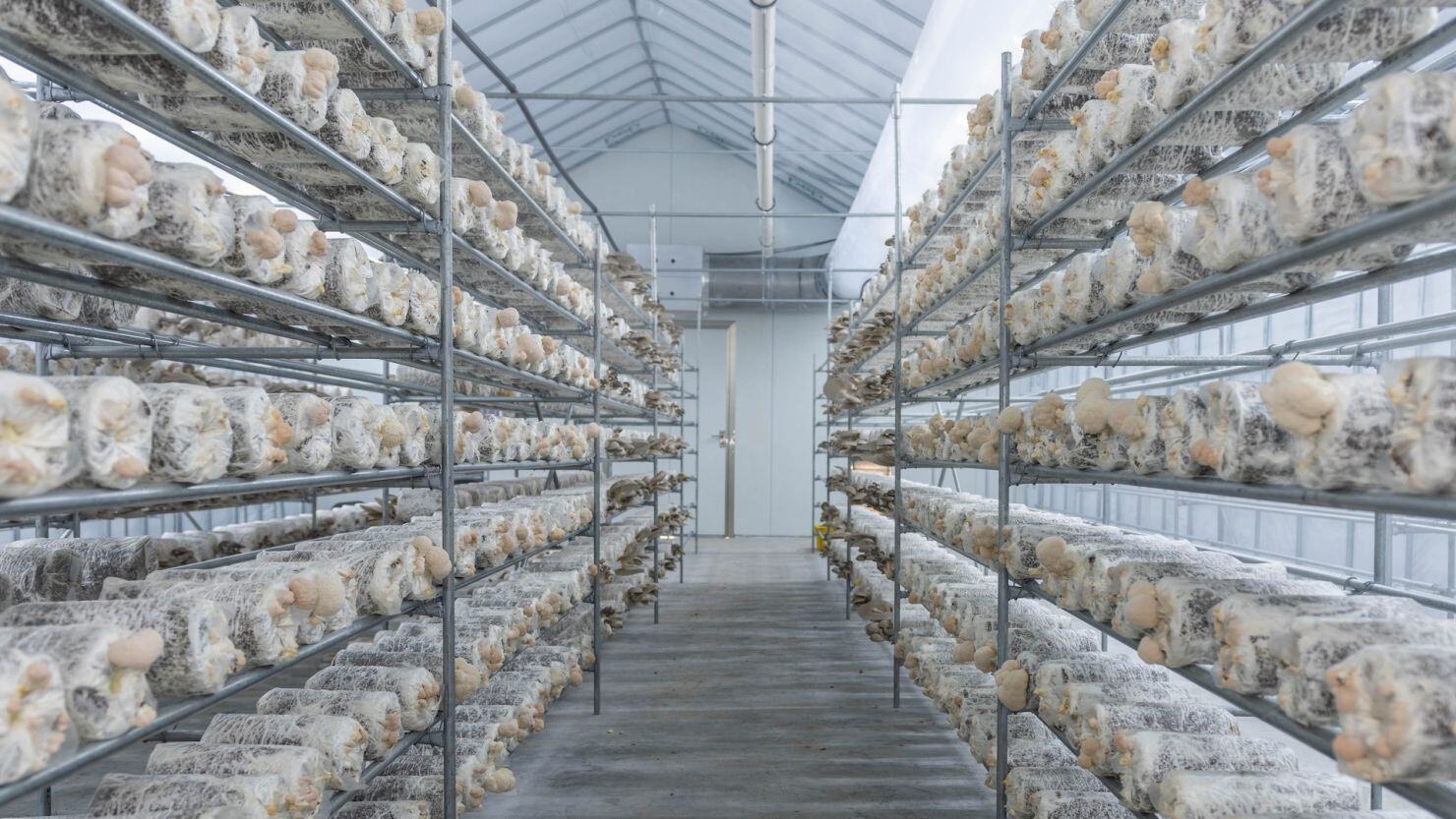 Mushroom Farming Thrives with Advanced Climate Control