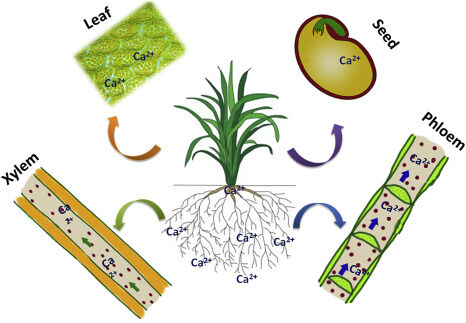 Light Spectrum and Its Role in Calcium Nutrition — AGRITECTURE