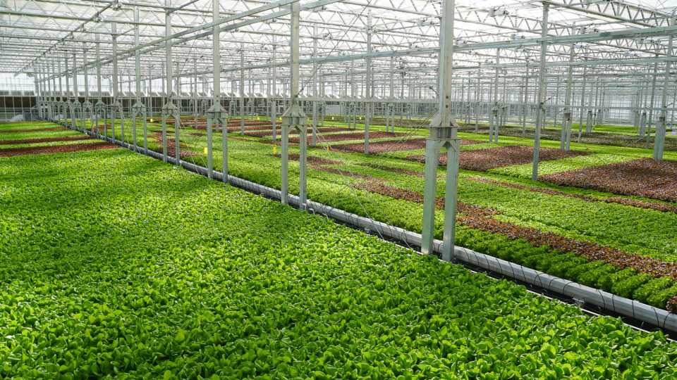 Why Farmers Should Invest in Greenhouses