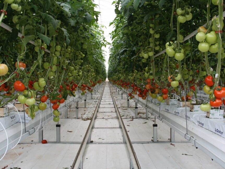 This Robot Uses AI To Pollinate Greenhouse Tomatoes — AGRITECTURE