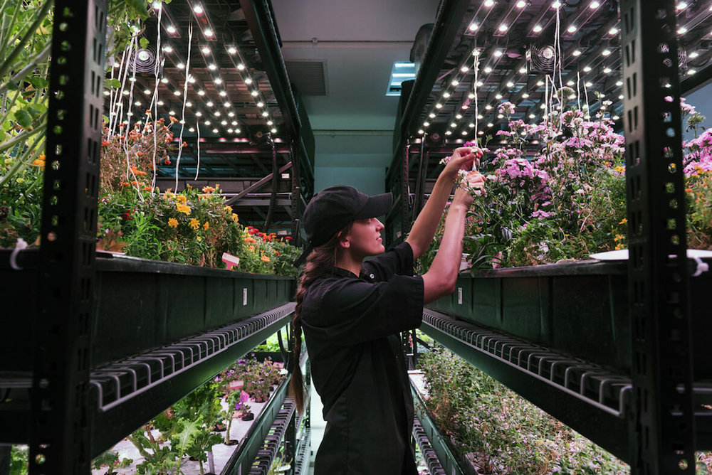 A look inside Gotham Greens's new high-tech indoor farming