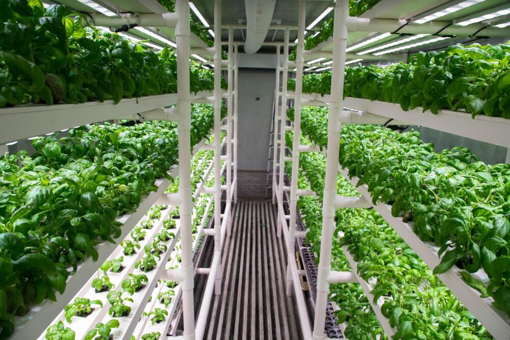 5 Vertical Farms To Look Out For In The Philippines — AGRITECTURE