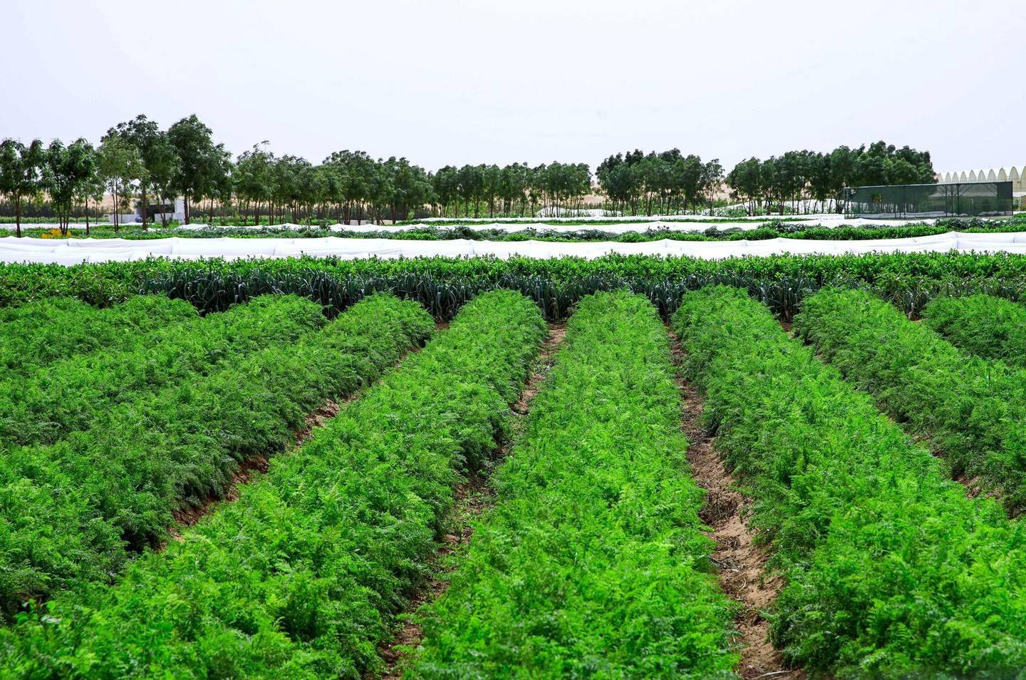 This Syrian Man Helped Lead UAE S Agricultural Revolution AGRITECTURE   G34DKYLW4ZTDWPKHFL4FMQIYWU 2 #keepProtocol