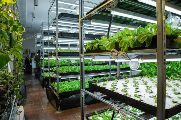 7 Urban Farming Trendsetters To Look Out For In 2022 — AGRITECTURE