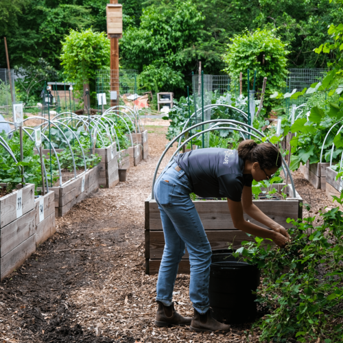 Atlanta Invests In Their Community With A 7-Acre Food Forest — AGRITECTURE