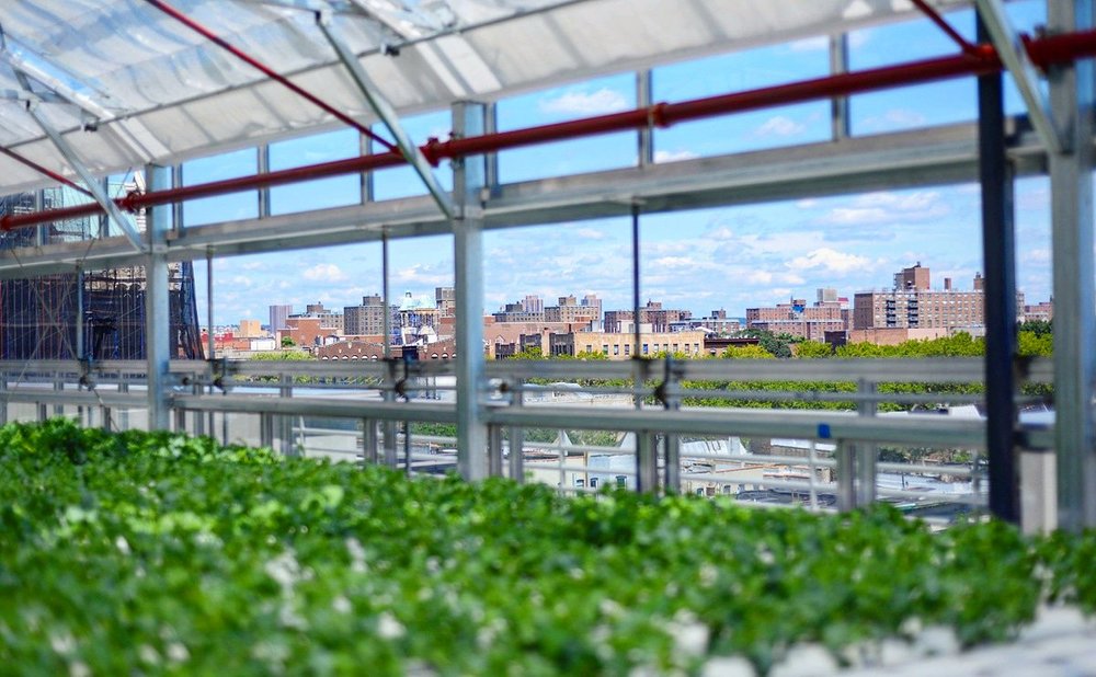 New York City: Cradle Of Urban Farmers, Laboratory Of Urban Agriculture ...