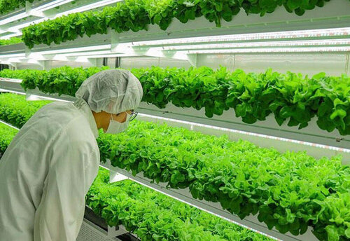 UAE Vertical Farming Firm Reveals Plan To Launch Healthy Food Brand ...