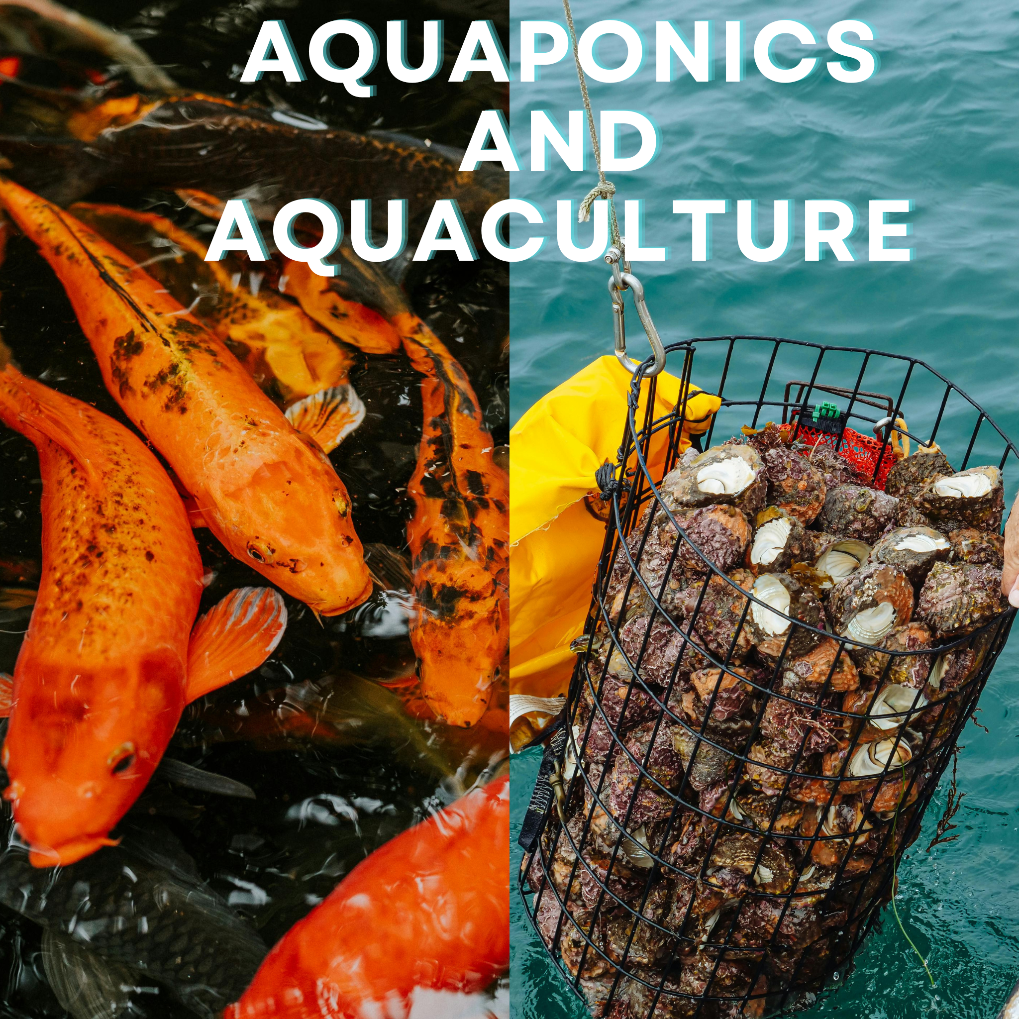 Sustainable Food Systems: Aquaculture and Aquaponics