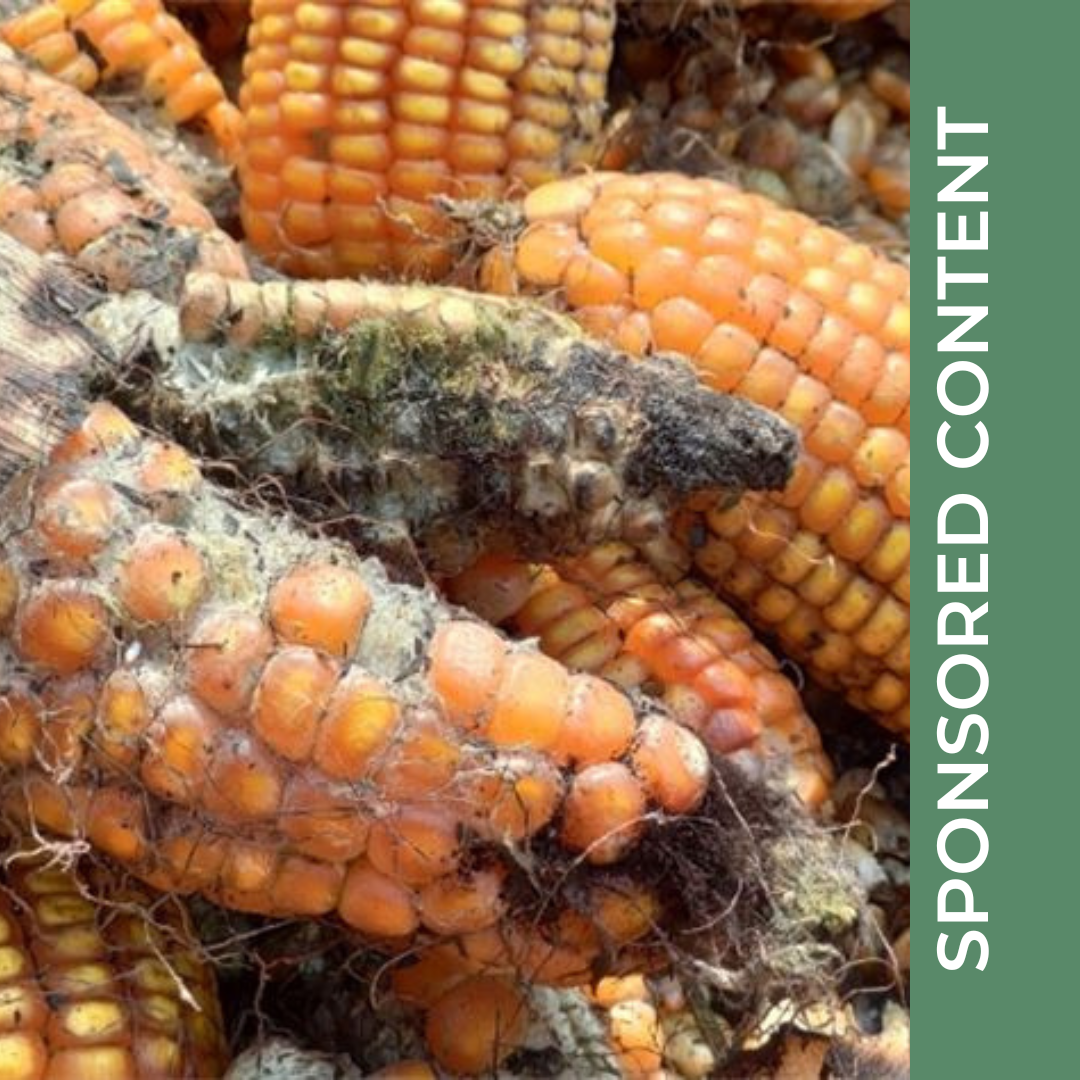 The Best Mycotoxin Tests to Detect Toxins in Crops