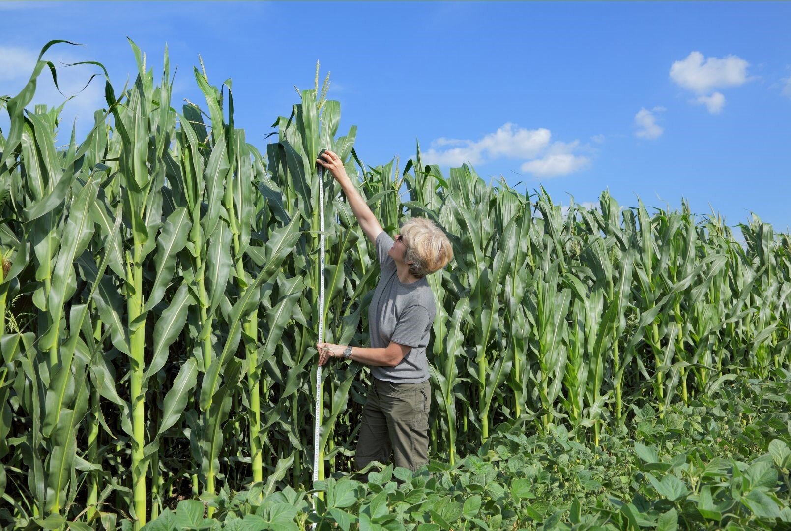 Sustainable Agricultural Systems: Principles, Practices, and Pathways for a Resilient Future